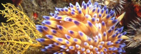 Bonaire – Caribe