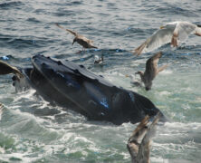 Abrolhos – BA