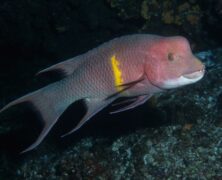Ilhas Galápagos