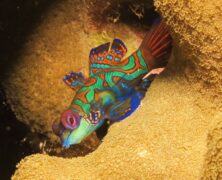 Mergulho em Palau